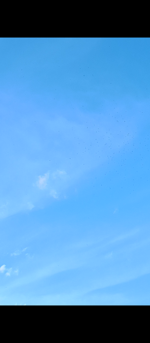 Chestnut-collared Swift - ML635608399