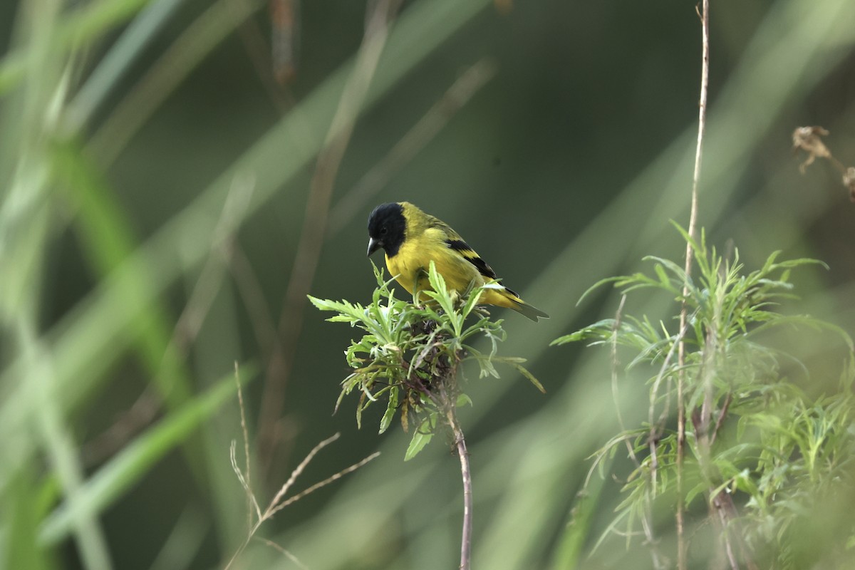 Hooded Siskin - ML635608418