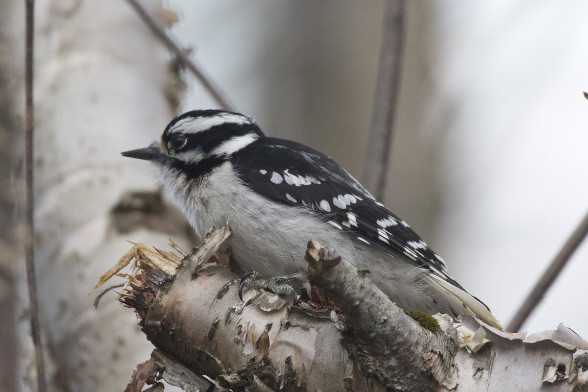 Downy Woodpecker - ML635608421