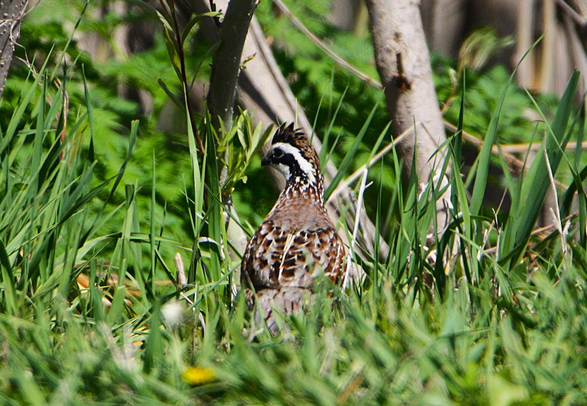 Northern Bobwhite - ML635608683