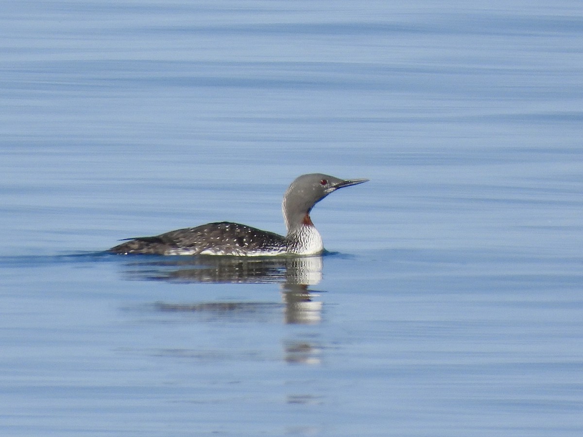 Red-throated Loon - ML635608729