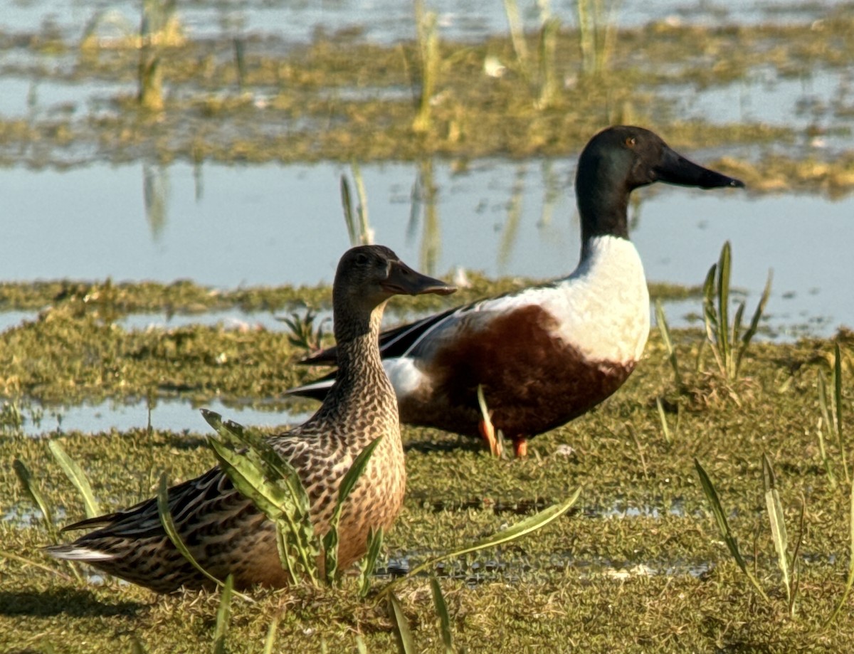 Northern Shoveler - ML635608900