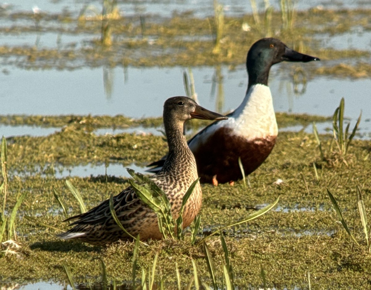Northern Shoveler - ML635608901