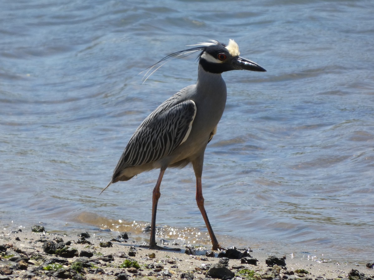 Yellow-crowned Night Heron - ML635608988