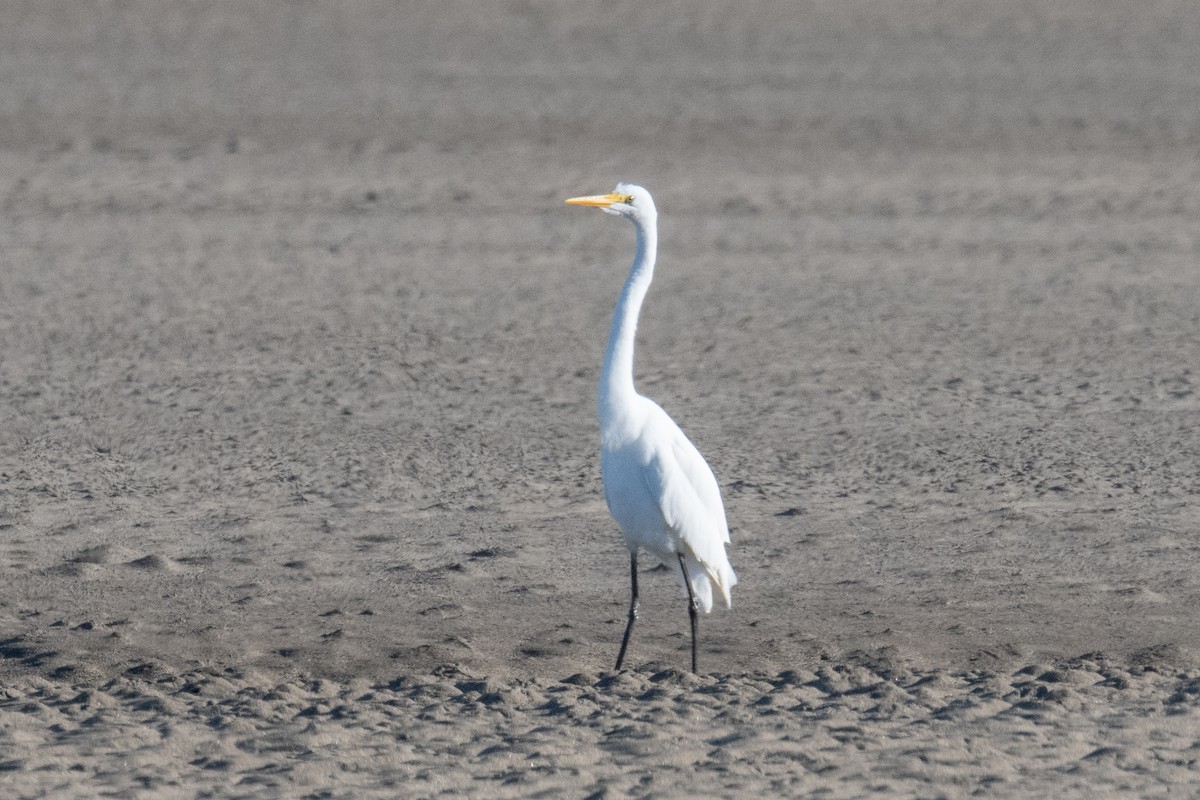 Цасч дэглий - ML635609005