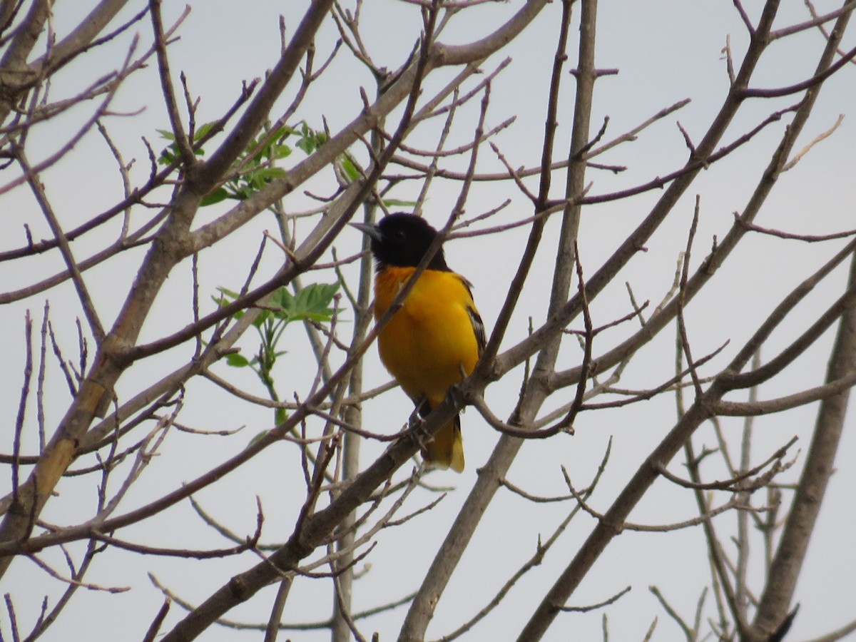Oriole de Baltimore - ML635609280