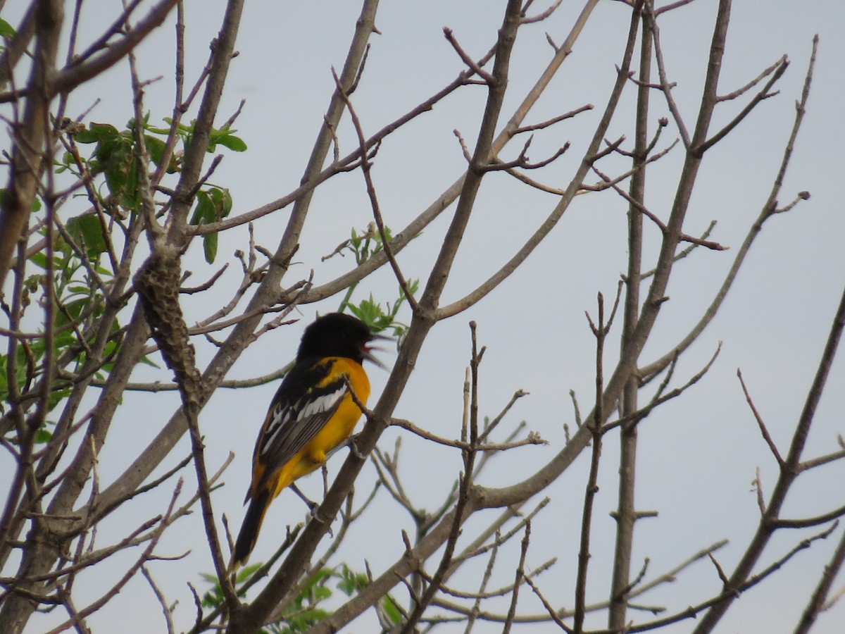 Oriole de Baltimore - ML635609281