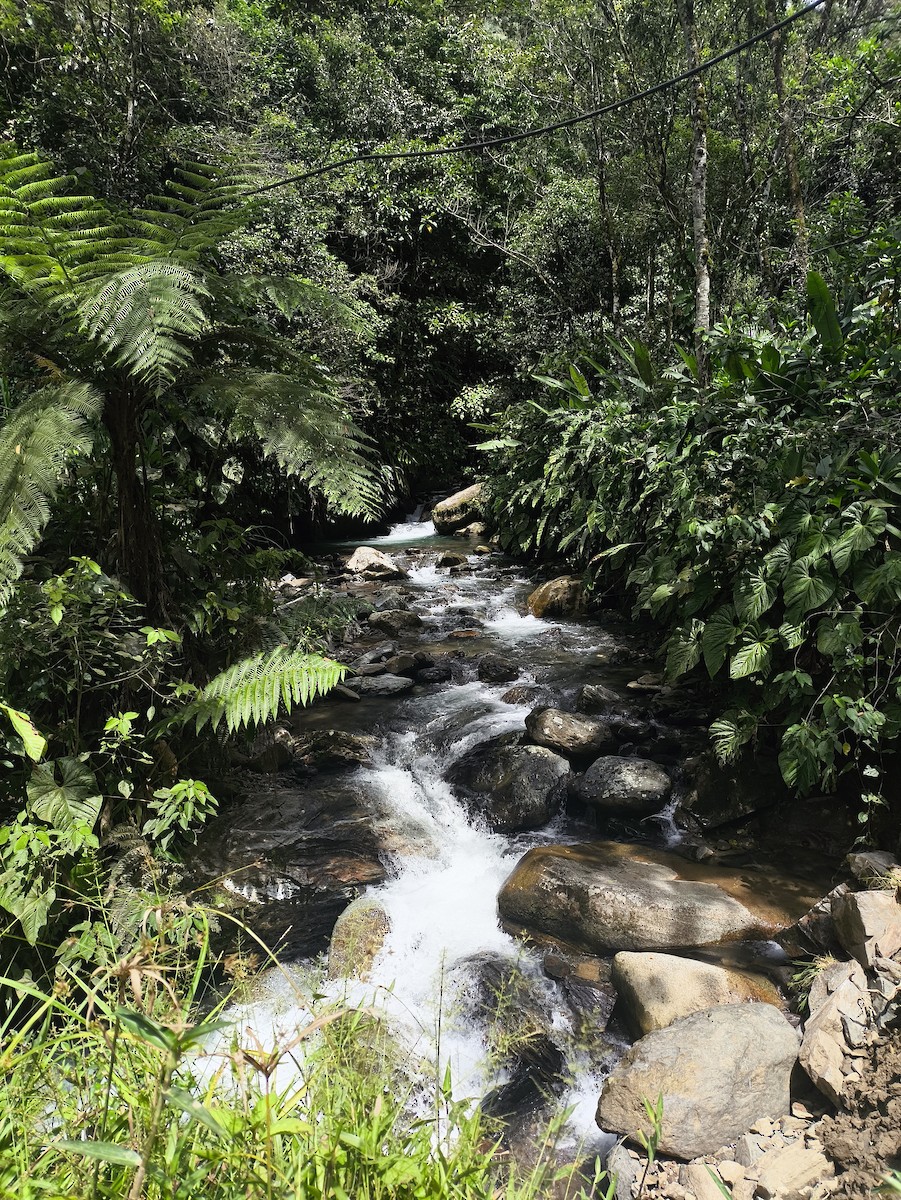 undefined - Nestor Monsalve (@birds.nestor)