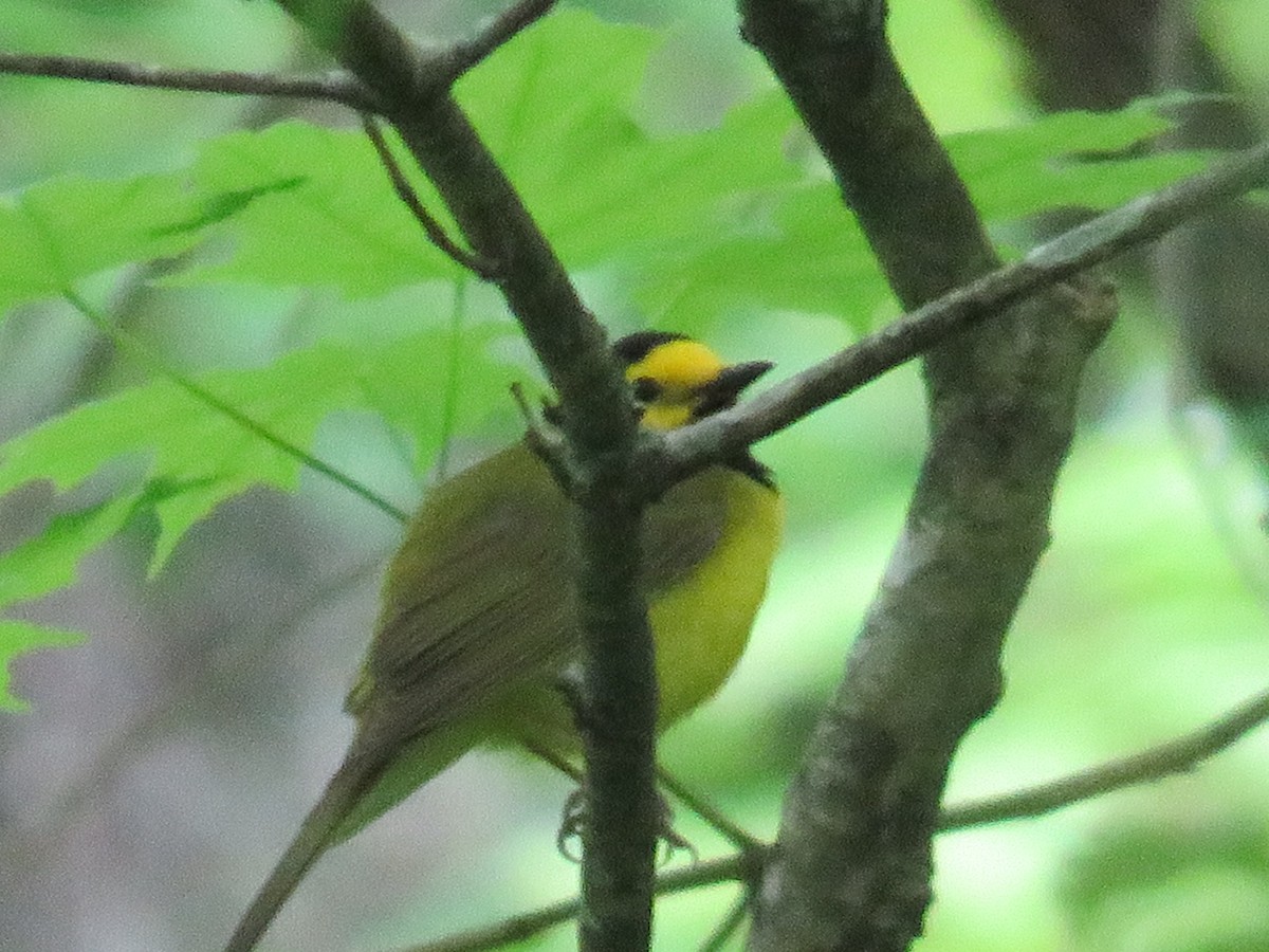 Hooded Warbler - ML635609326