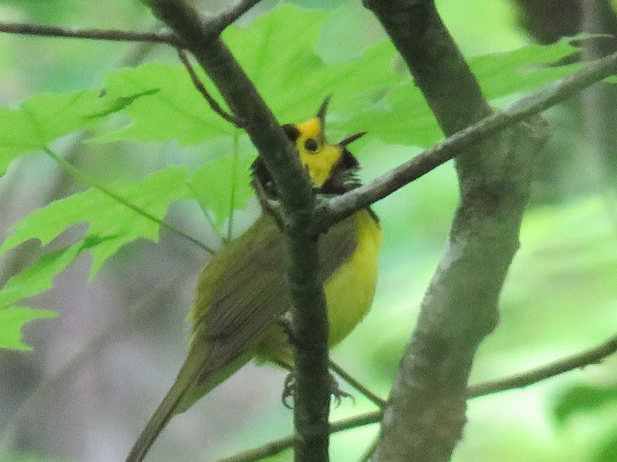 Hooded Warbler - ML635609327