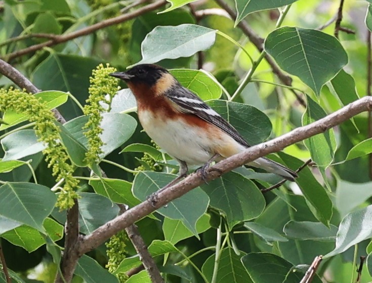 Braunkehl-Waldsänger - ML635609368