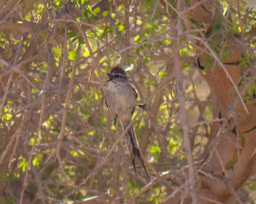 Zimtspiegel-Meisenschlüpfer (grisescens) - ML635609370