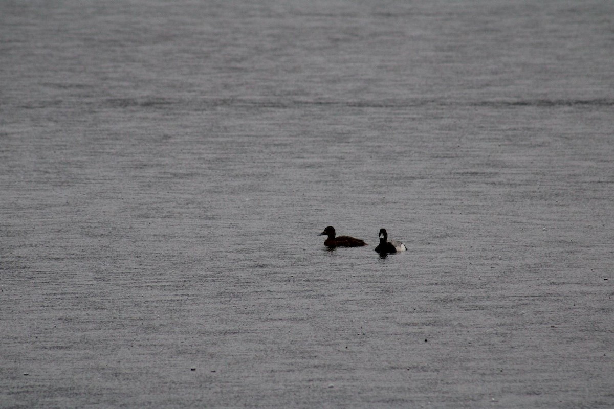 Ring-necked Duck - ML635609404