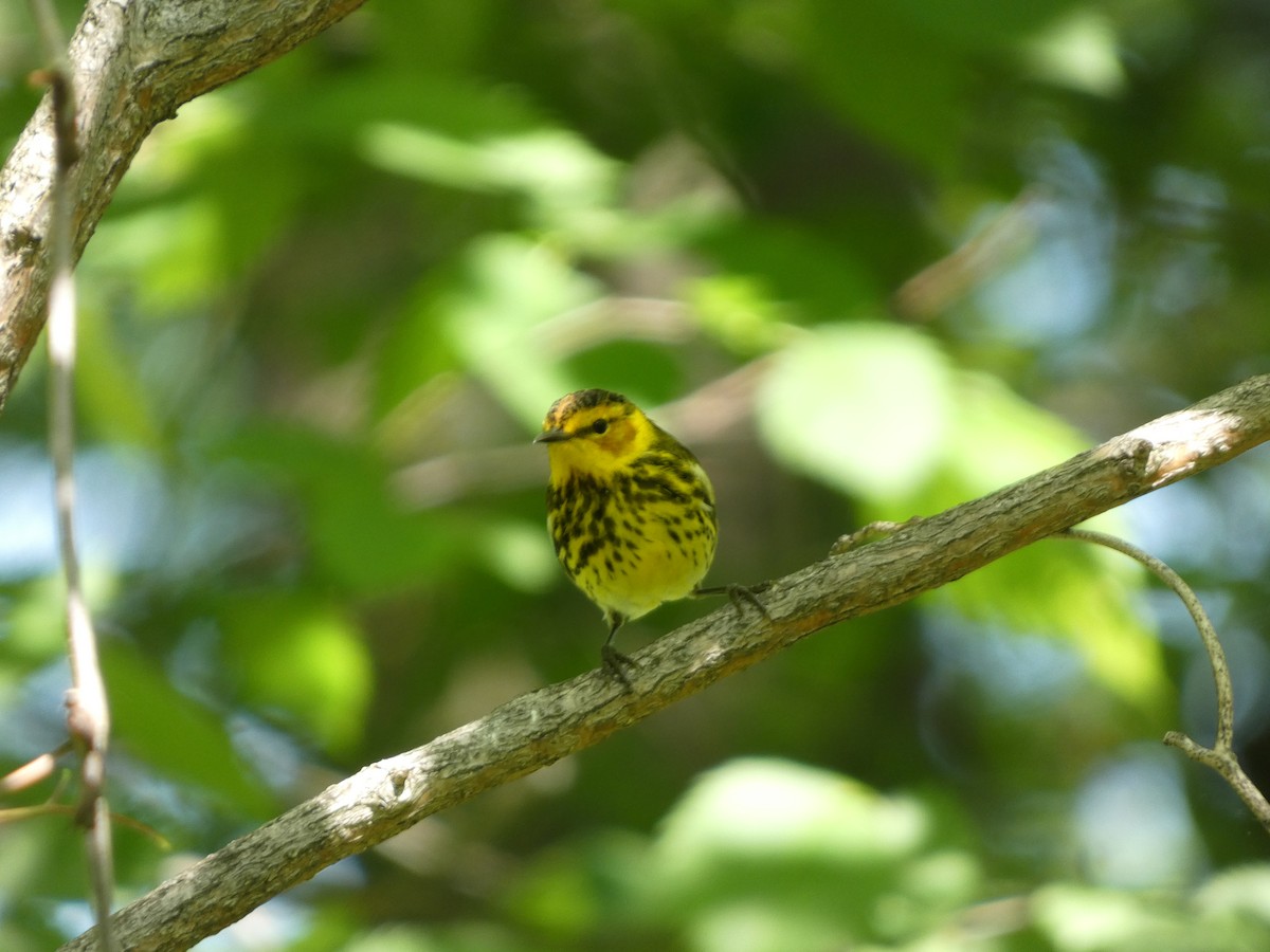 Cape May Warbler - ML635609406