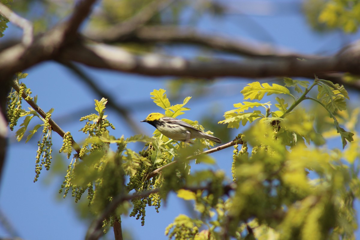 Black-throated Green Warbler - ML635609482