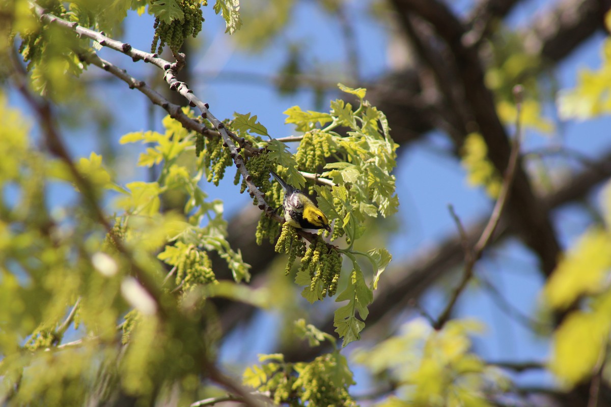 Black-throated Green Warbler - ML635609494