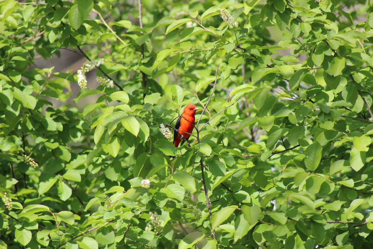 Scarlet Tanager - ML635609513