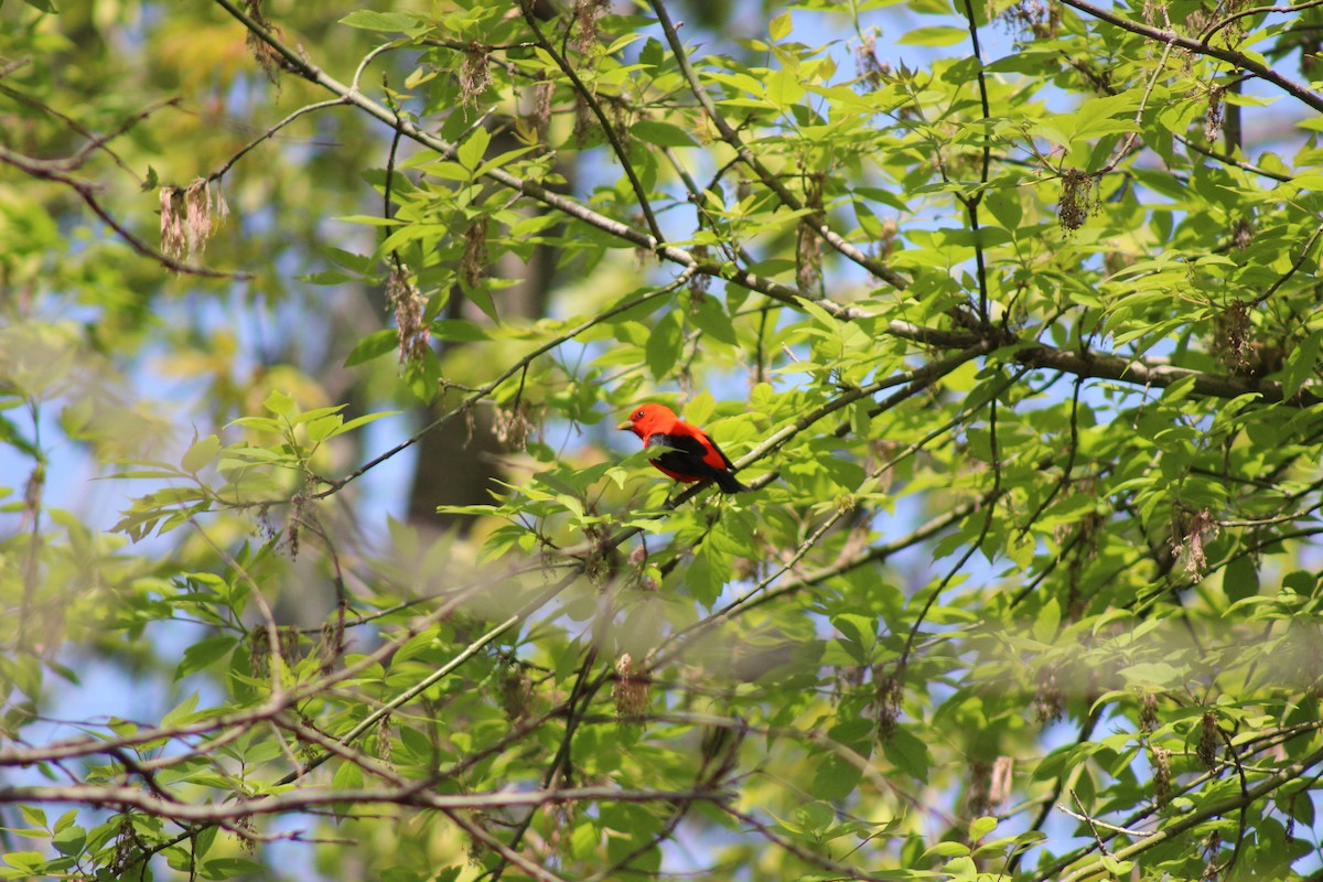 Scarlet Tanager - ML635609537