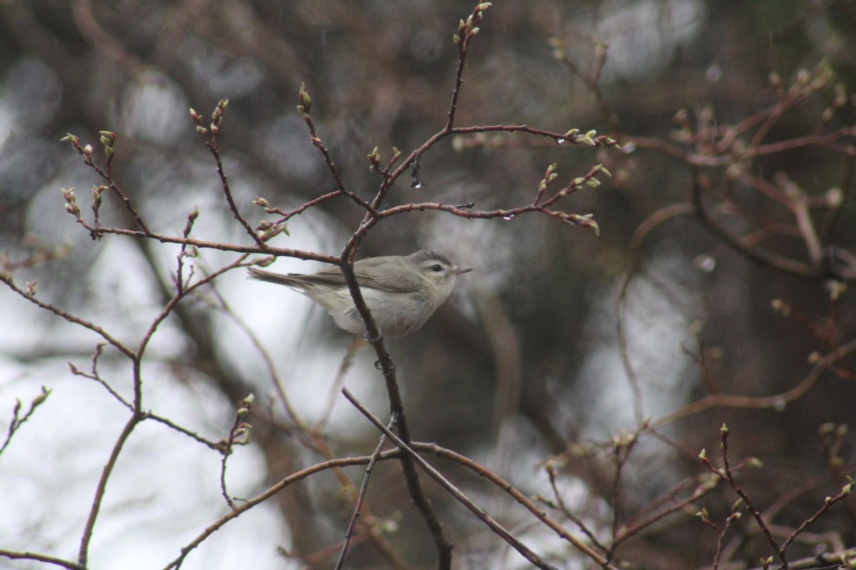 Warbling Vireo - ML635609568