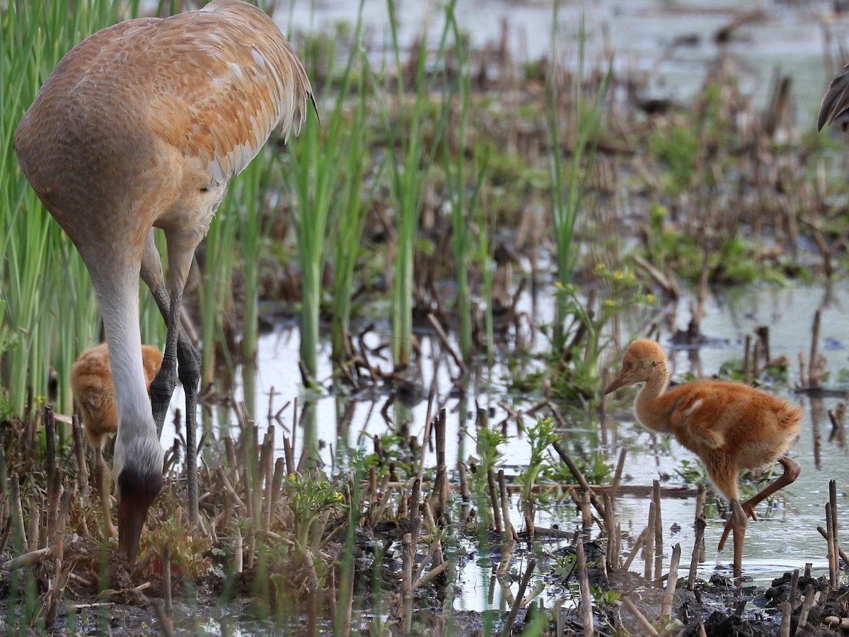 Sandhill Crane - ML635609581