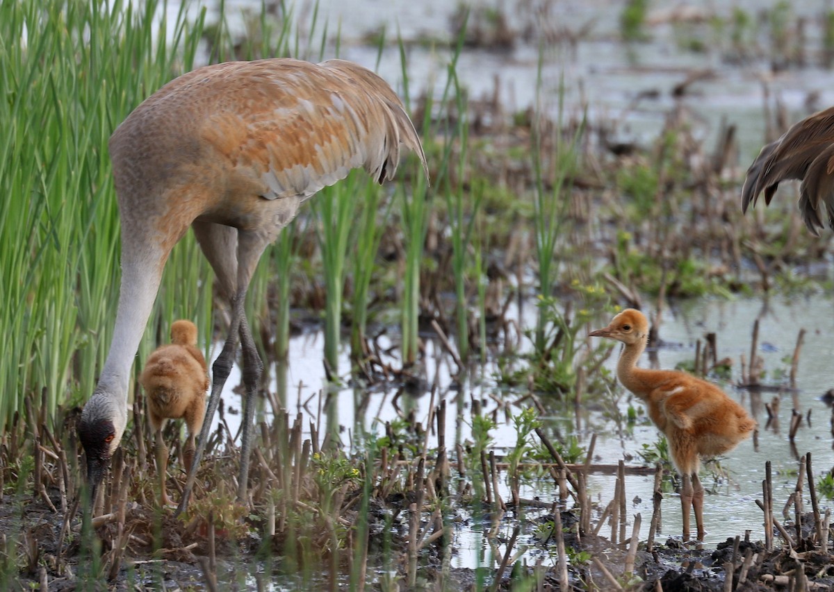 Sandhill Crane - ML635609582