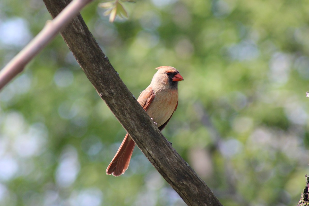 Northern Cardinal - ML635609590