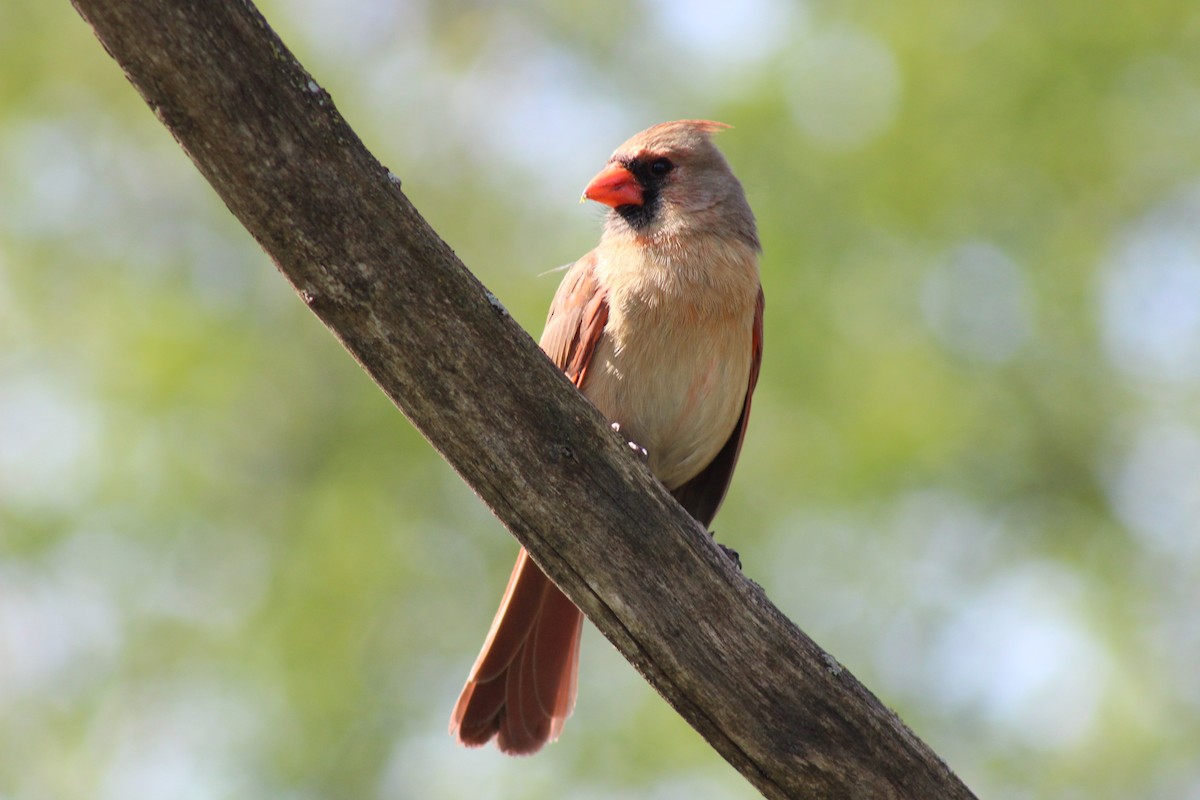 Northern Cardinal - ML635609600