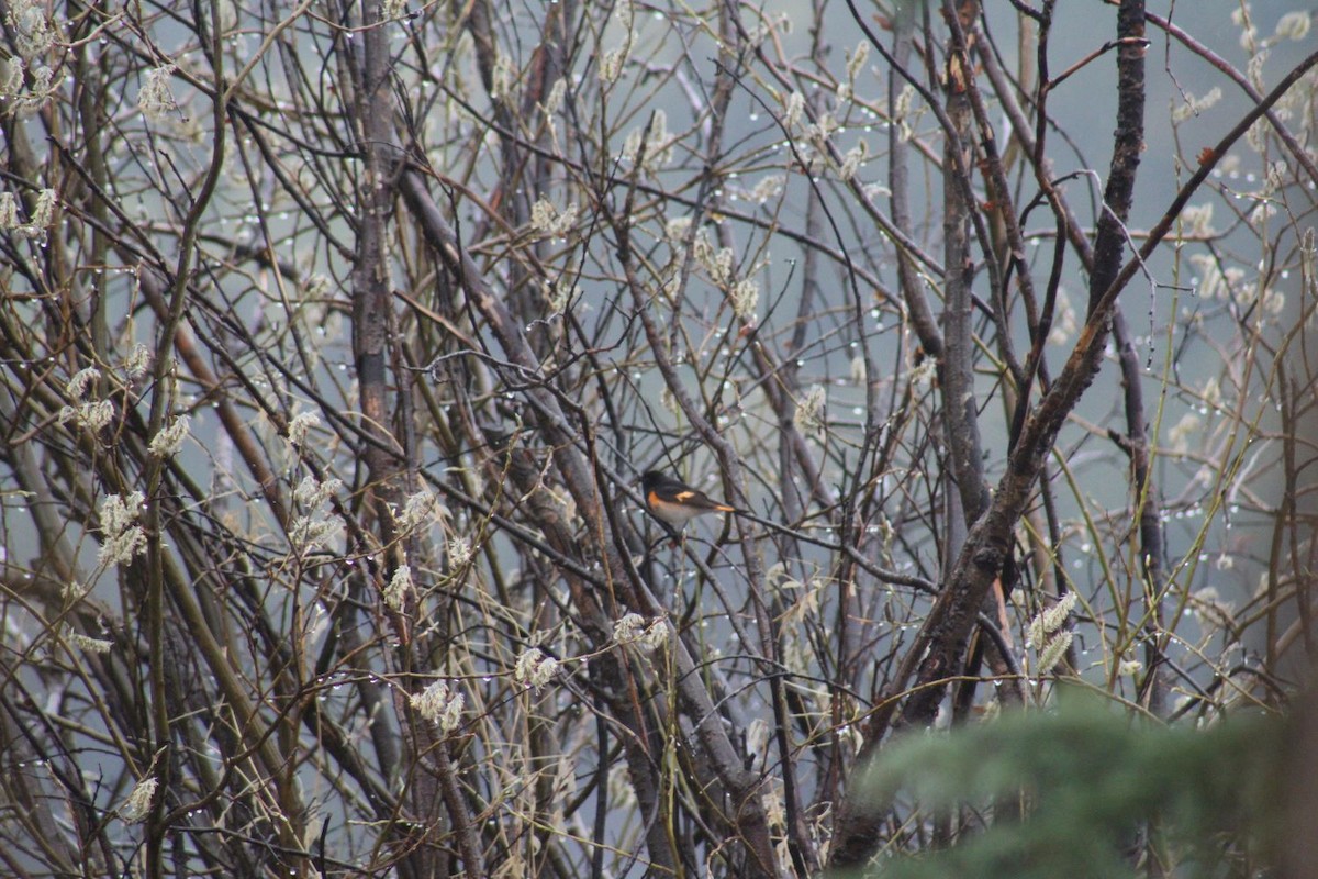 American Redstart - ML635609623