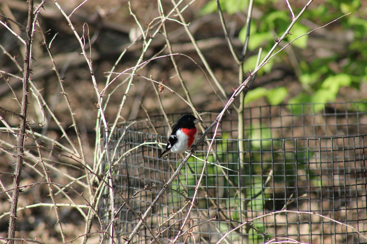 Rose-breasted Grosbeak - ML635609634