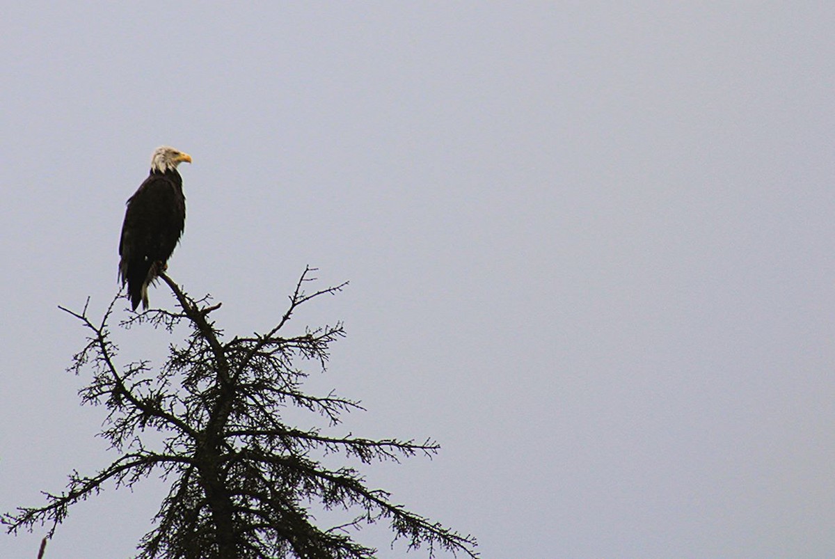 Bald Eagle - ML635609652