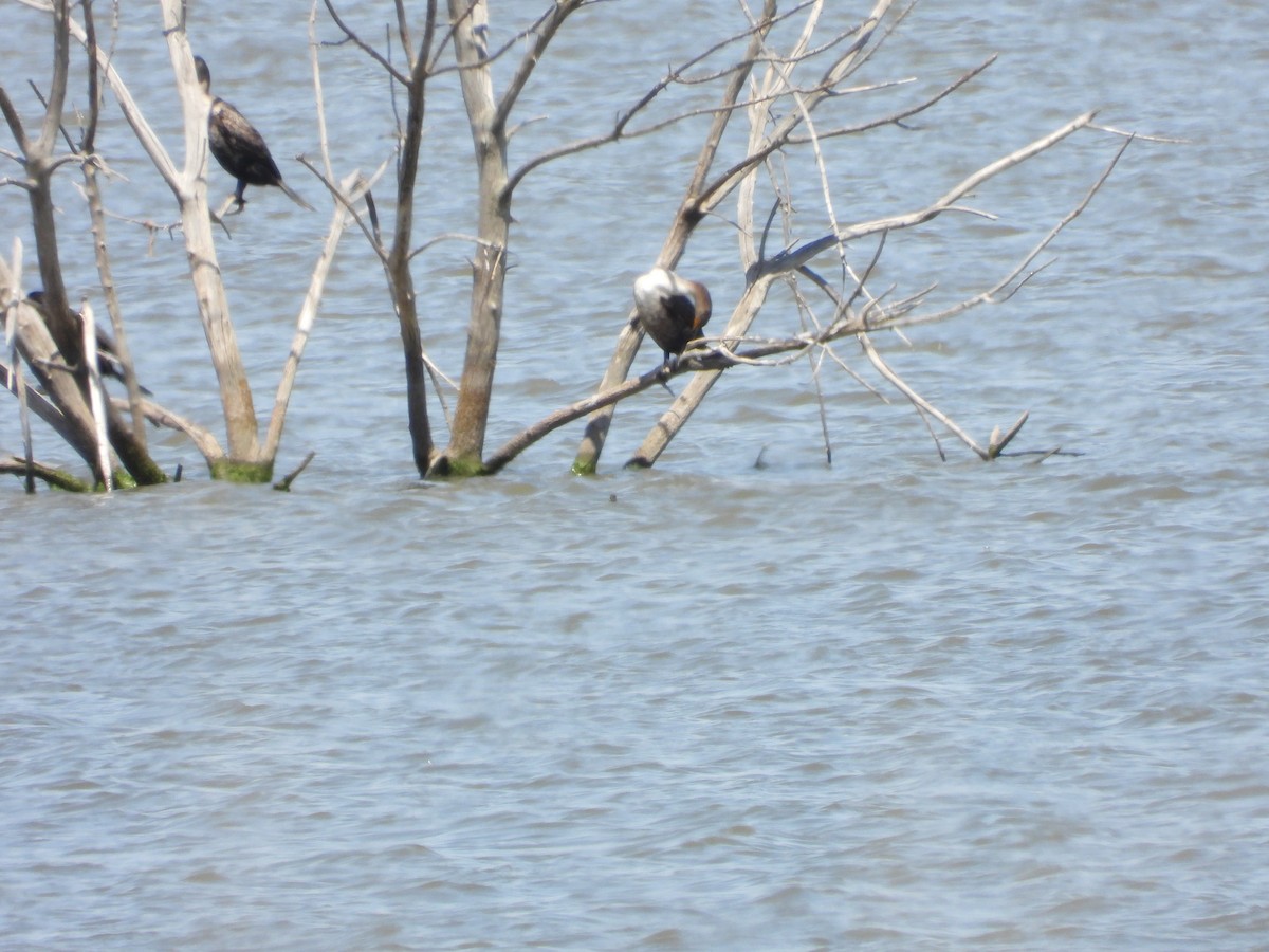 Double-crested Cormorant - ML635609678