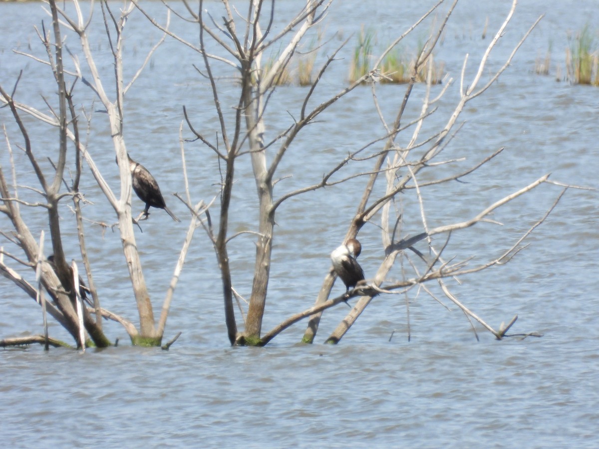 Double-crested Cormorant - ML635609680