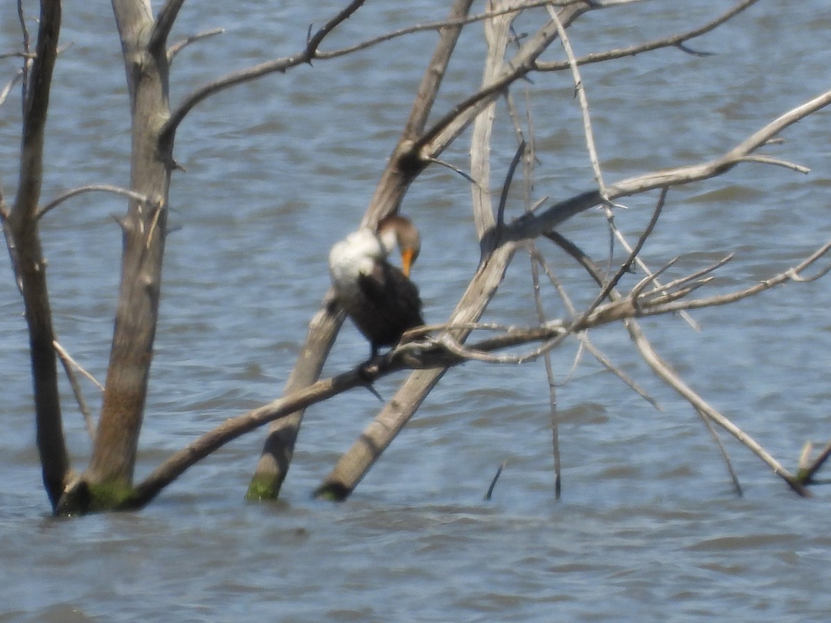 Double-crested Cormorant - ML635609687