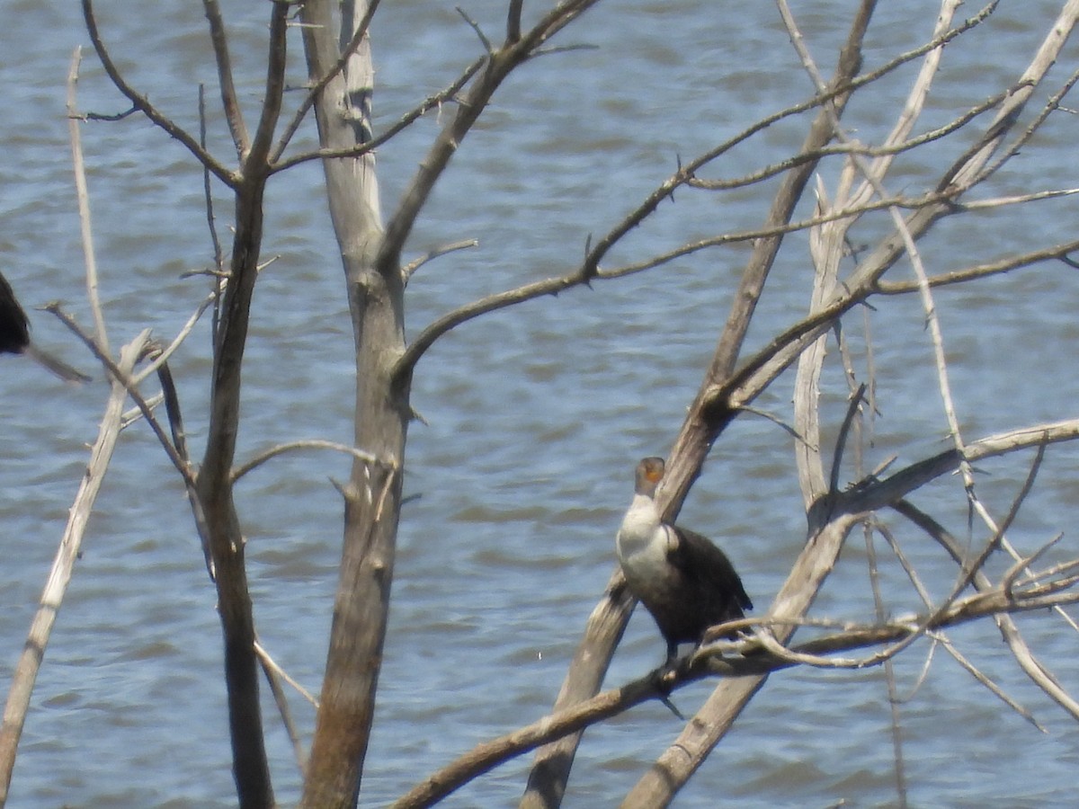 Double-crested Cormorant - ML635609691