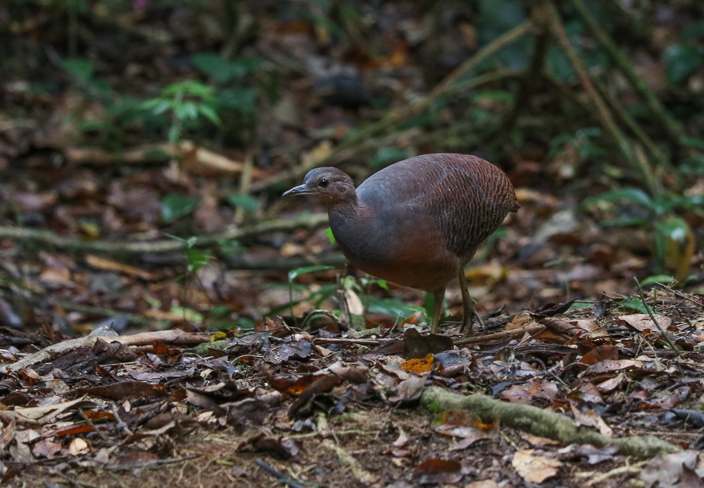 Yellow-legged Tinamou - ML635609714