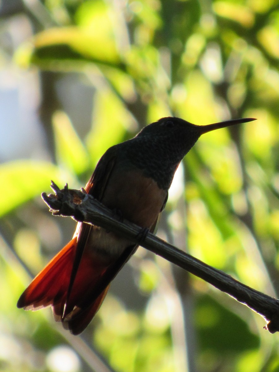 Chestnut-bellied Hummingbird - ML635609725