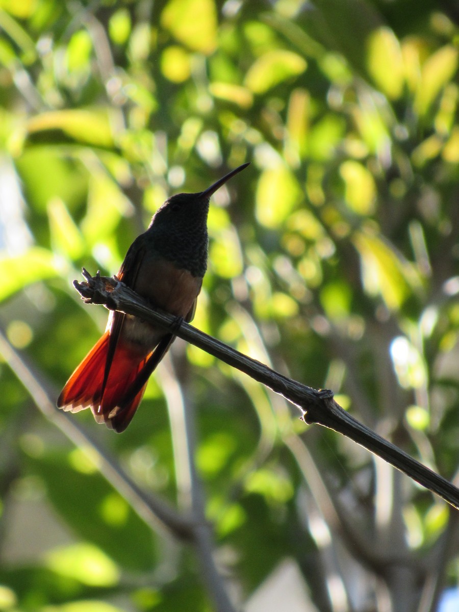 Chestnut-bellied Hummingbird - ML635609726