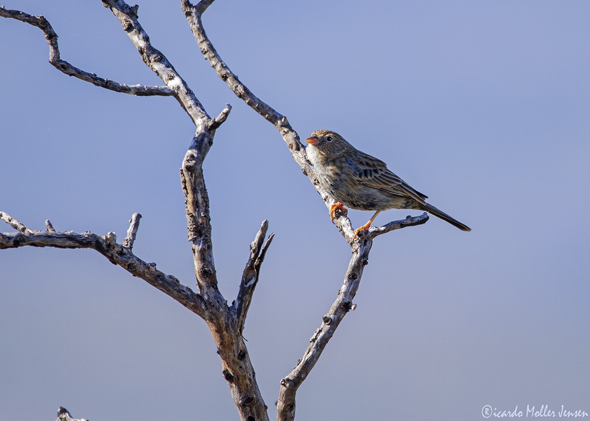 Carbonated Sierra Finch - ML635609741