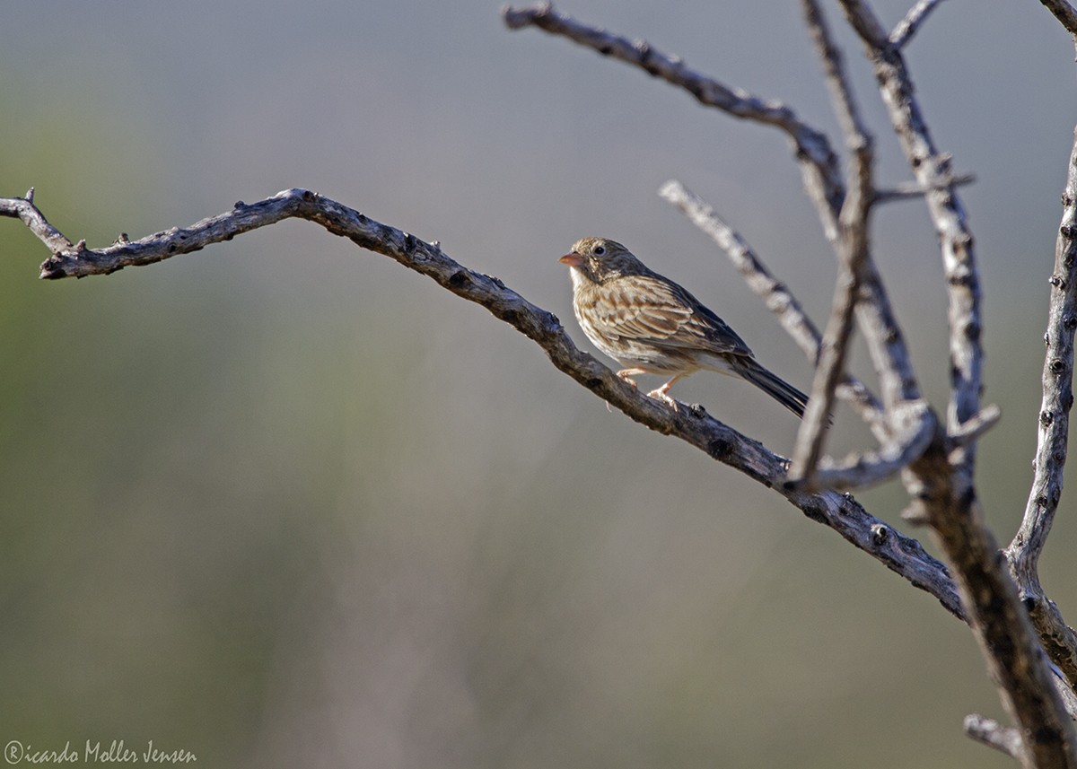 Carbonated Sierra Finch - ML635609742