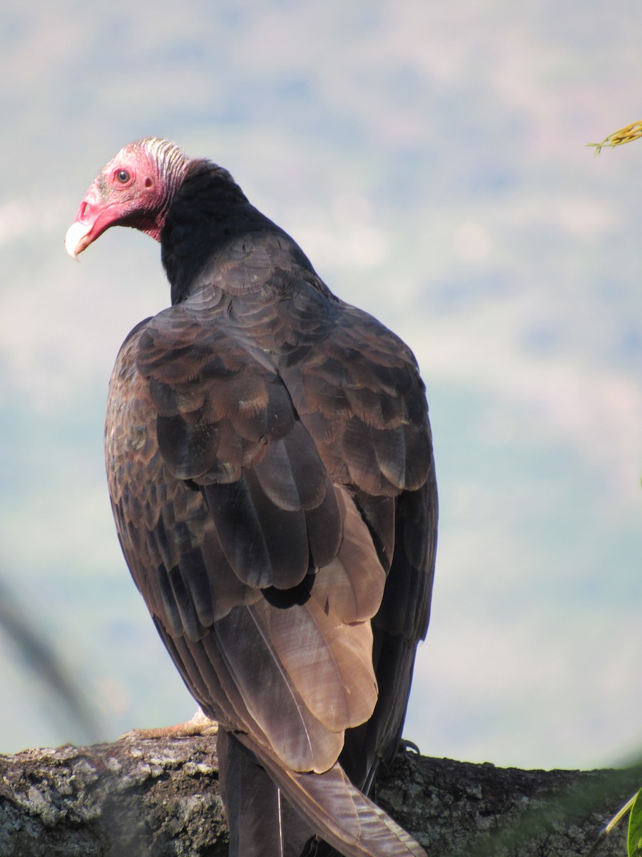 Turkey Vulture - ML635609746