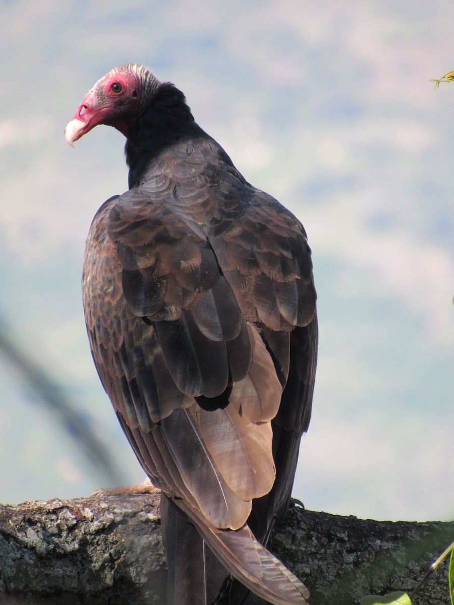 Turkey Vulture - ML635609747