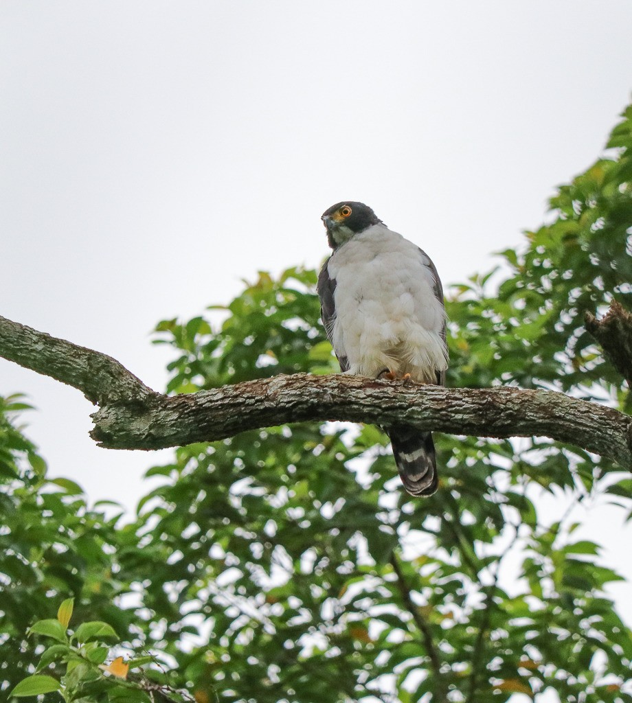 Gray-bellied Hawk - ML635609752