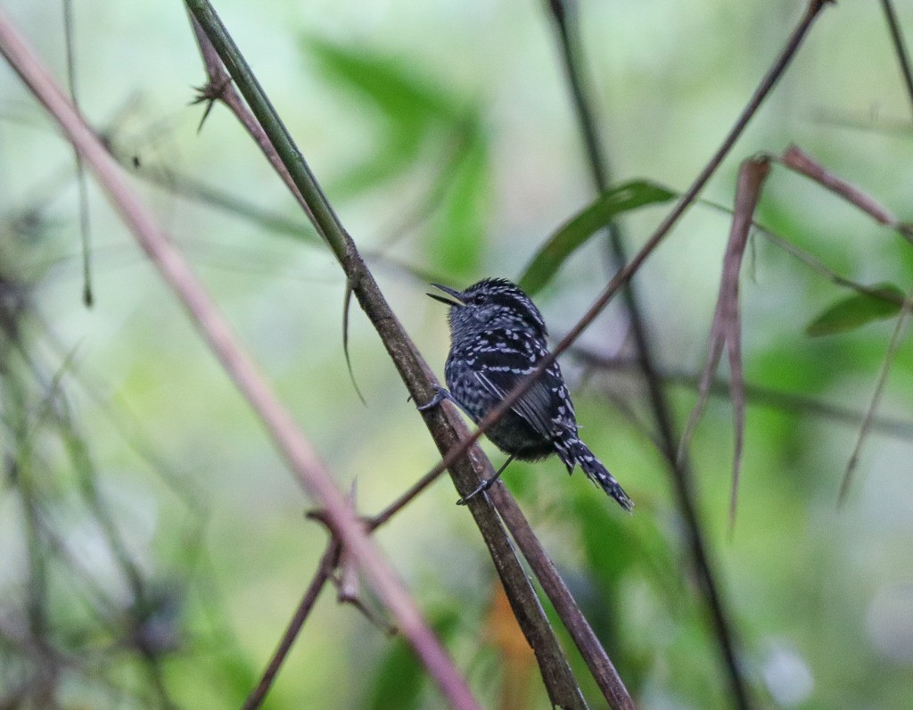 Scaled Antbird - ML635609802