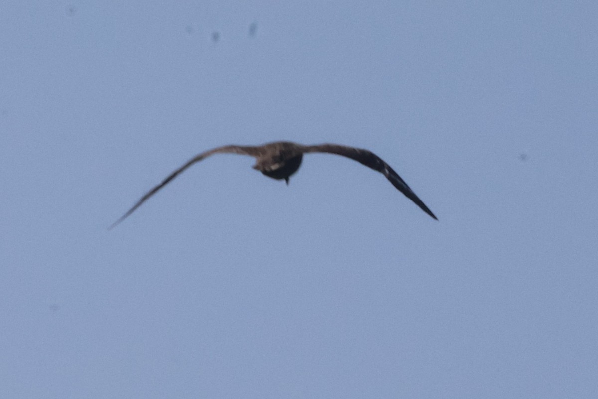 South Polar Skua - ML635609830