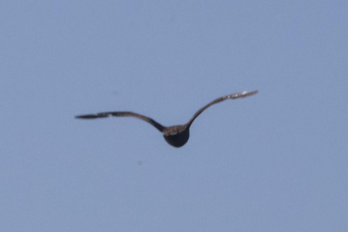 South Polar Skua - ML635609833