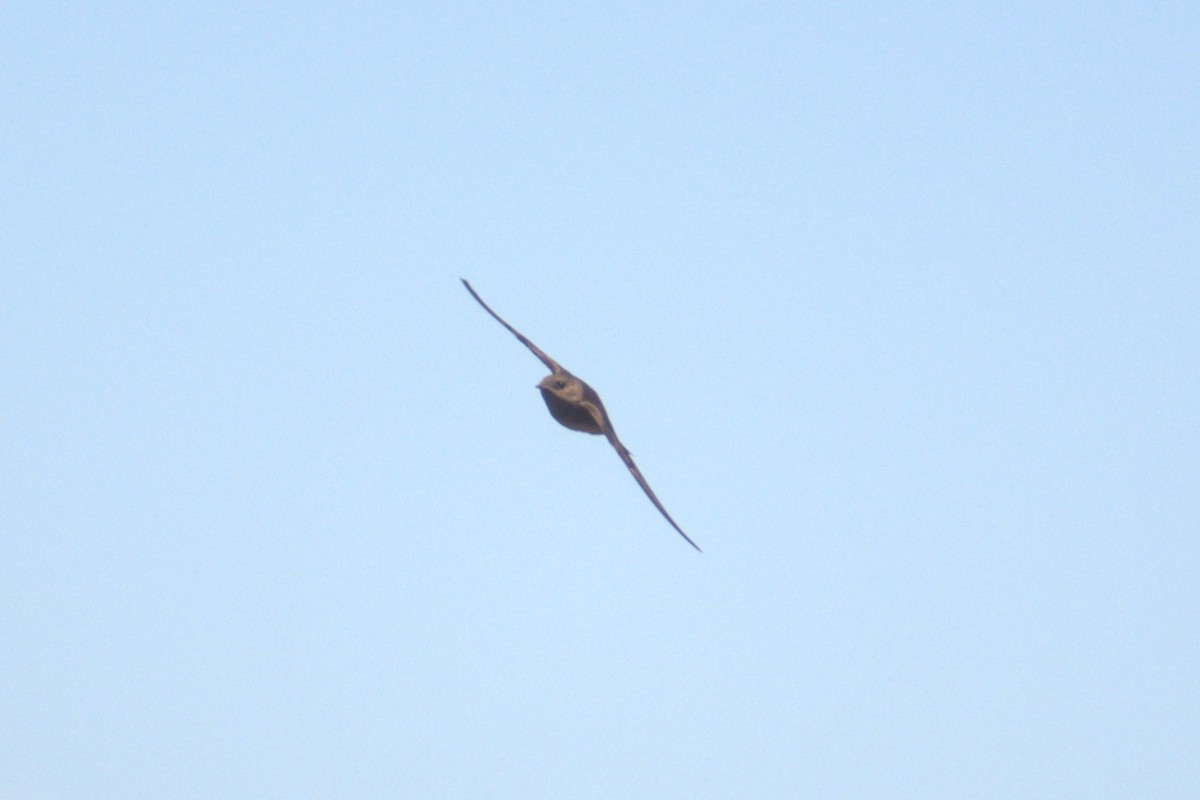 Vaux's Swift - BreeAnn Crofts