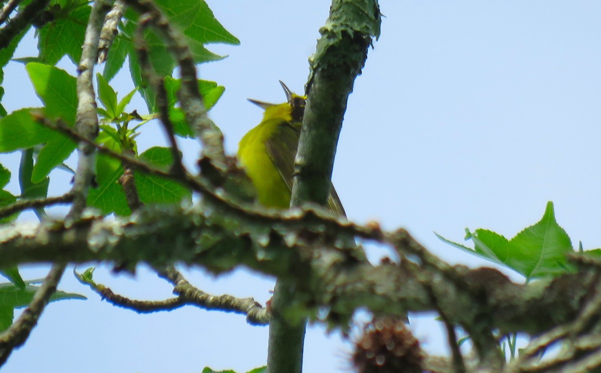 Kentucky Warbler - ML635610060