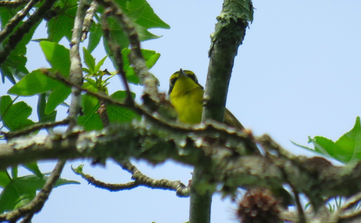 Kentucky Warbler - ML635610061