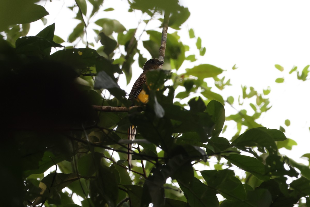 Orange-breasted Trogon - ML635610212