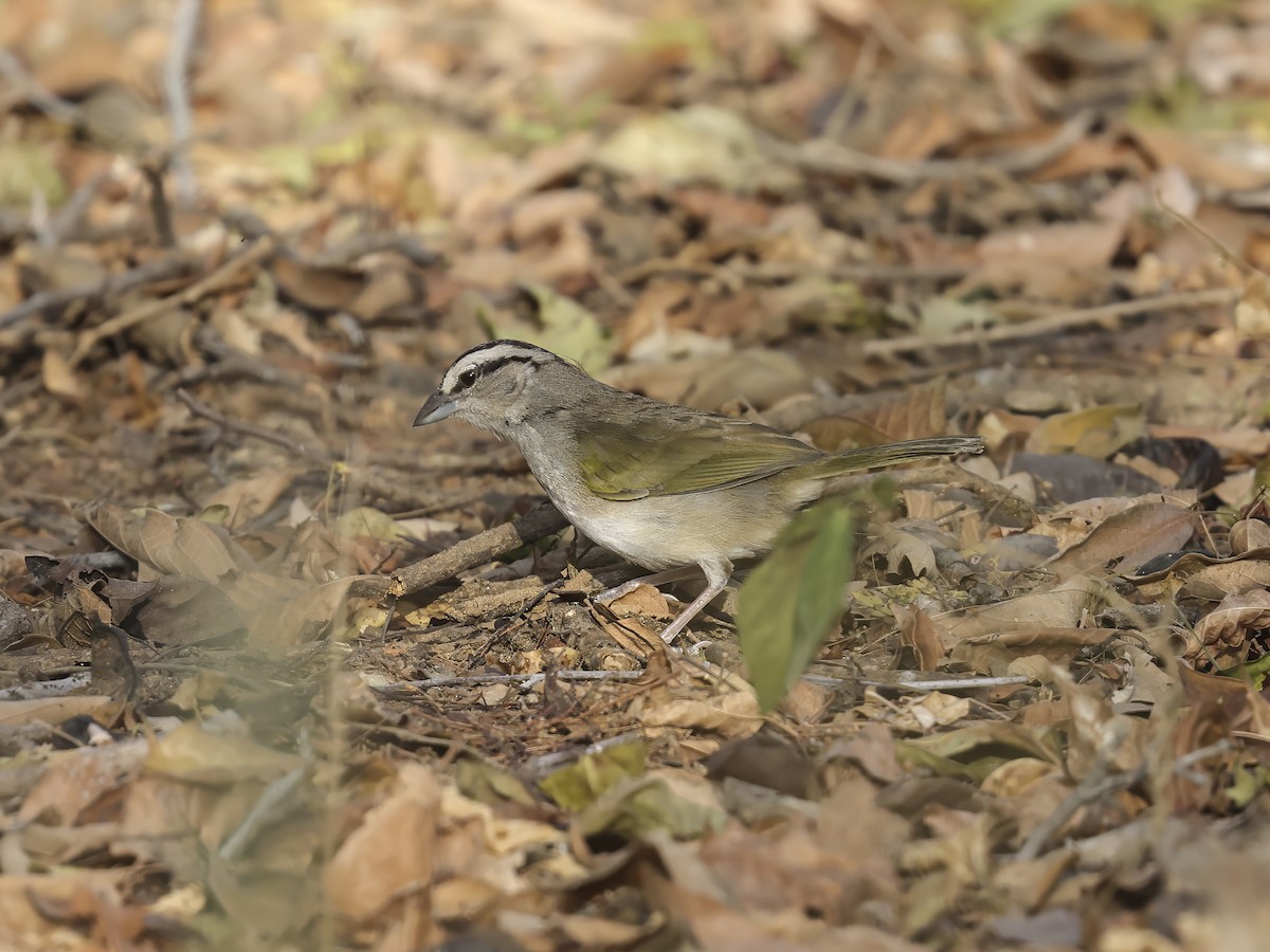 Tocuyo Sparrow - ML635610396